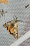 Spiris striata