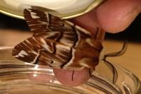 Endromis versicolora