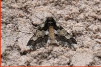 Biston strataria