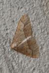 Phigaliohybernia marginaria