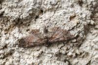 Gymnoscelis rufifasciata