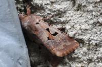 Orthosia gothica