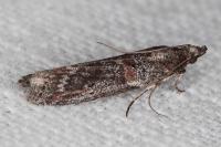 Acrobasis bithynella