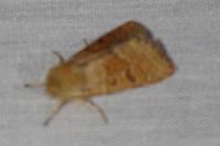 Orthosia miniosa