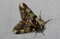 Biston strataria