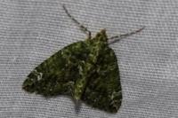 Chloroclysta siterata