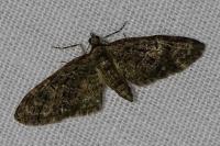 Eupithecia abbreviata