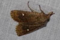 Eupsilia transversa