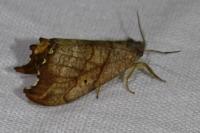 Falcaria lacertinaria