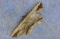 Menophra abruptaria