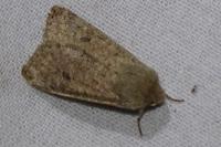 Orthosia cruda