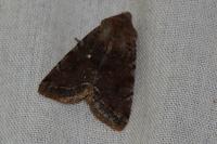 Orthosia incerta