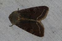 Orthosia incerta