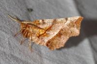Selenia dentaria