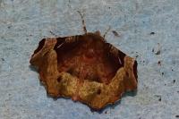 Selenia tetralunaria