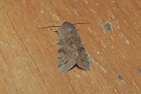 Orthosia incerta