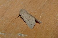 Orthosia cerasi