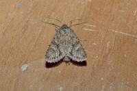 Xylocampa areola