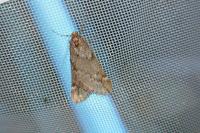 Alsophila aescularia