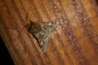 Apocheima hispidaria