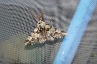 Biston strataria