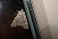 Lithophane ornitopus