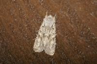 Lithophane ornitopus