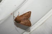 Orthosia cerasi