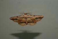 Menophra abruptaria