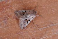 Orthosia gothica