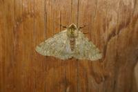 Phigalia pilosaria