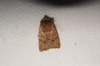 Spudaea ruticilla