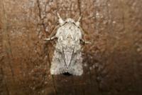Xylocampa areola