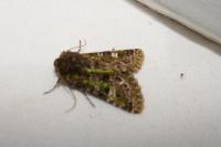 Valeria jaspidea