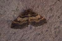 Earophila badiata