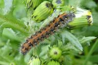 Euplagia quadripunctaria