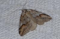 Chesias rufata cinereata