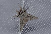 Xylocampa areola
