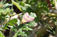 Pyrausta sanguinalis