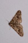 Agriopis leucophaearia