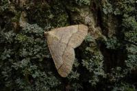 Phigaliohybernia marginaria
