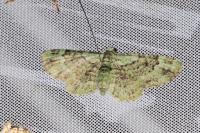 Pasiphila rectangulata