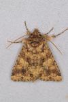 Conisania luteago olbiena