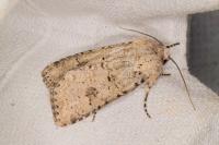 Anarta stigmosa atlantica