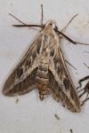 Hyles livornica