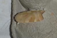 Noctua fimbriata