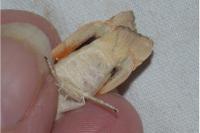 Noctua fimbriata