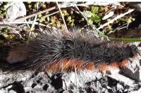 Arctia tigrina