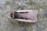 Ochropleura leucogaster