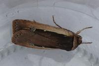 Ochropleura leucogaster